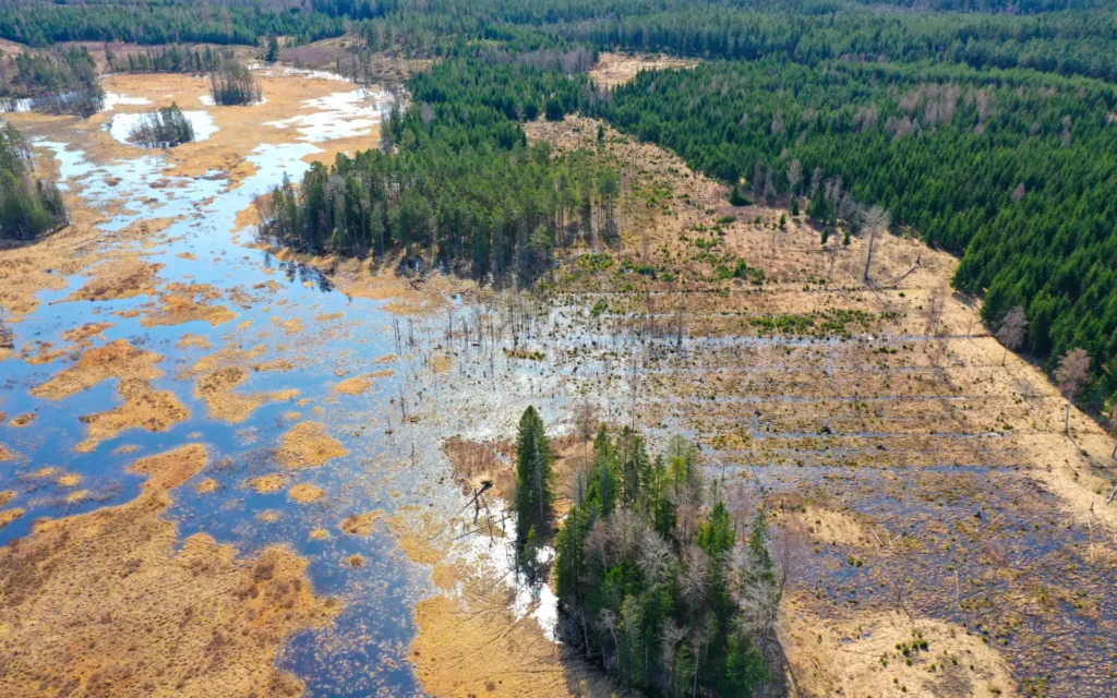 naturskyddsföreningen över skog